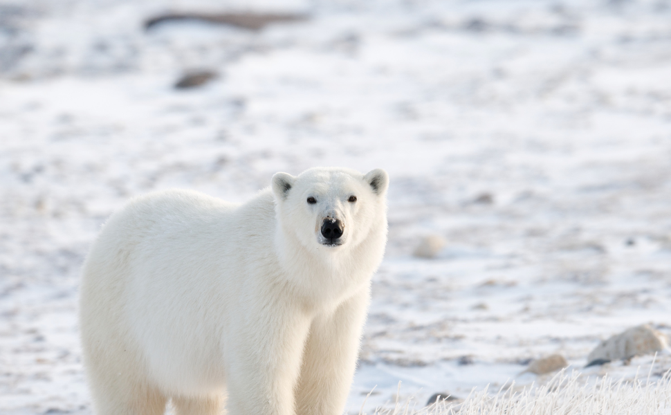 Ensemble pour les ours polaires 🐻❄️❤️ Découvrez comment Björn et "Pays de l'Ours" unissent leurs forces!